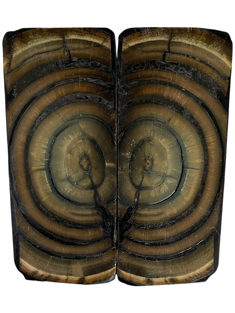 Mammoth Ivory Scales